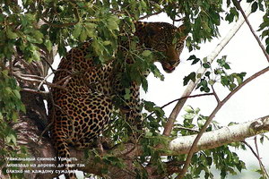 Уникальный снимок! Увидеть леопарда на дереве, да еще так близко не каждому суждено!